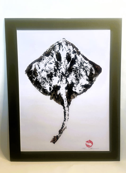 Thornback Ray Mounted