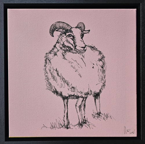 Sketch of a connemara ram on a dusty pink background